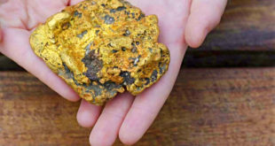 В СФУ придумали дешевый способ извлечения золота с помощью сибирских бактерий