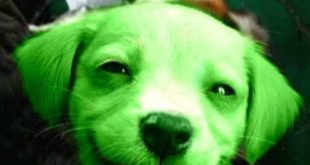 В США у собаки родился щенок с зеленой шерстью