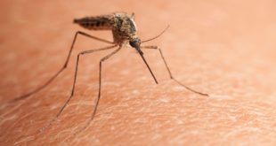 Роспотребнадзор: обнаруженные в комарах и клещах вирусы в РФ не несут опасности