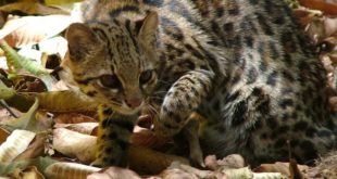 Зоологи обнаружили третий вид тигровых кошек Oncilla в Бразилии