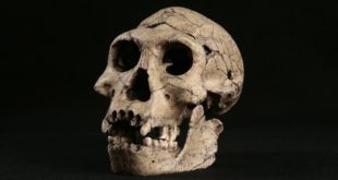 Археологи провели исследование и нашли останки первых людей на Земле в Кении