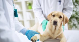 Ученые провели исследование и назвали породы собак, предрасположенных к раку