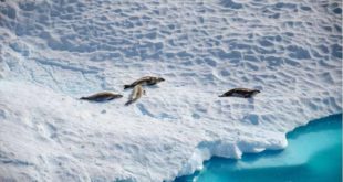 Озоновые дыры над Антарктидой угрожают тюленям и пингвинам