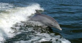 Во Флориде обнаружен дельфин с высокопатогенным птичьим гриппом