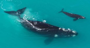 Ученые США провели анализ причин исчезновения южных китов