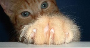 Учёные объяснили, что кошки втягивают когти, чтобы сохранить их острыми