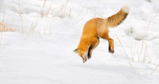 Длинные морды защищают лисиц, когда они ныряют головой в снег