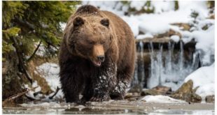 В новосибирском Заельцовском бору ведутся поиски медведя