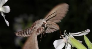 Nature Communications: в сумерках насекомых становится на треть больше