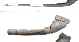 PLoS One: останки 25-метрового ихтиозавра найдены на западе Англии