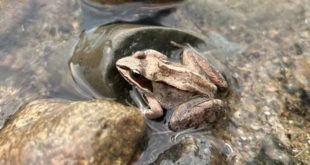 Древесные лягушки быстро эволюционировали в ответ на дорожную соль