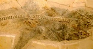 RSPB: окаменелости 10-метрового предка современной белой акулы найдены в Мексике