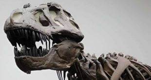 Тираннозавр рекс оказался не таким умным, как утверждалось ранее
