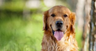 Biologia Futura: собаки повторяют действия своих хозяев по видеосвязи