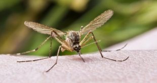 Ареал обитания комаров-переносчиков смертельных заболеваний расширяется