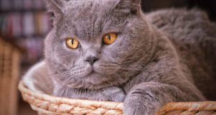 The Guardian: ученые составили таблицу продолжительности жизни домашних кошек