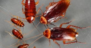 Daily Star: в Испании заявили о нашествии тараканов с генетическими мутациями