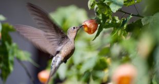 Орнитологи США открыли новый вид гигантских колибри в Южной Америке