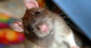 В Испании выявлены масштабные случаи заражения крысиным гепатитом у людей