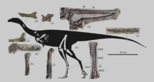 Российские ученые нашли и описали первого цератозавра в меловых отложениях Азии