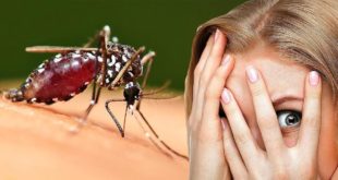 Энтомолог из Новосибирска озвучил прогноз по комарам на лето-2024
