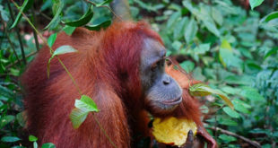 SciRep: орангутаны умеют лечить раны с помощью лекарственных растений