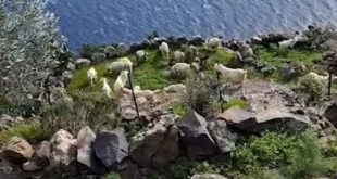 В Италии начали раздавать диких коз, перенаселивших остров Аликуди