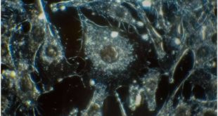 Геологи и биологи обнаружили атомные отпечатки рака
