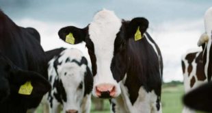 Эксперт объяснил, чем опасно употребление сырых молочных продуктов