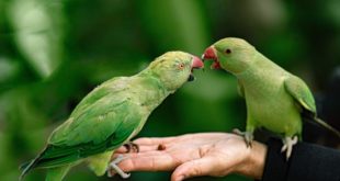 Попугаи предпочитают живое общение в режиме реального времени, а не видеозаписи