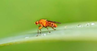 Семенники плодовой мушки назвали потенциальным средством от вредных насекомых
