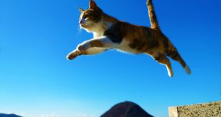 Live Science: законы физики помогают кошкам мгновенно переворачиваться в полете