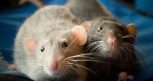 Вирусолог Волчков: вирус крысиного гепатита может находиться у грызунов в России