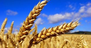 Bloomberg: непогода в России стала одной из угроз для мировых запасов пшеницы