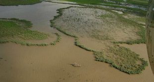 Повышение уровня моря и изменение климата привели к вымиранию болот Луизианы