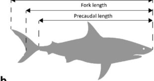 Морские акулы и скаты используют мочевину для задержки размножения
