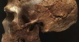Самые древние вирусы обнаружены у «россиян» возрастом 50 000 лет