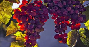 Врач Утюмова назвала виноград самой вредной ягодой среди употребляемых в пищу