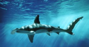 Несколько пляжей в Испании были закрыты из-за угрозы нападения акул