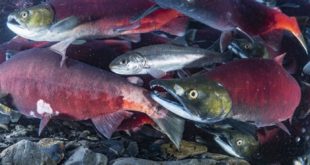 Камчатские ученые изучили гены лосося и пришли к неожиданным выводам