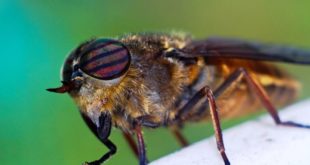 В России названы три вида насекомых, укусы которых могут легко убить человека