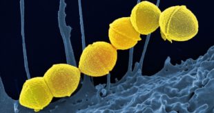 Плотоядная бактерия из Японии способна убить человека за 2 дня
