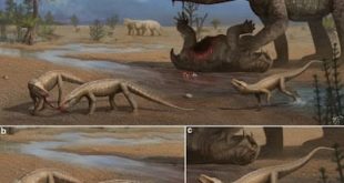 В Бразилии обнаружен новый вид древней рептилии возрастом 237 млн лет