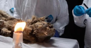 Сибирские ученые вскрыли мумию древнего волка возрастом более 44 000 лет