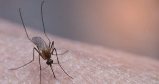 Аллерголог Давлятова: светлая одежда поможет защититься от комаров