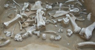 РНФ: древние якуты могли создавать «кладбища мамонтов» для своих нужд