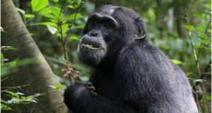 PLOS ONE: дикие шимпанзе ищут лекарственные растения для лечения болезней и ран