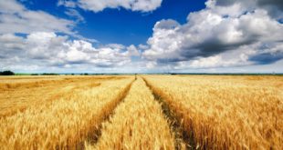 Новый сорт пшеницы ВНИИСБ-50 генетиков России дал рекордный урожай