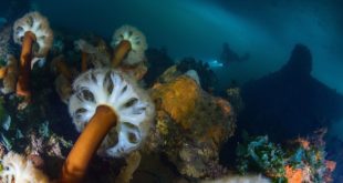 Российские ученые выделили новые противораковые соединения из морских грибов