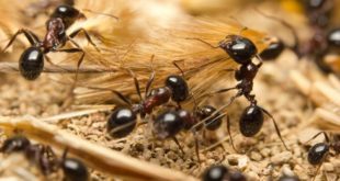 The Guardian: муравьи проводят ампутации, чтобы спасти раненых сородичей